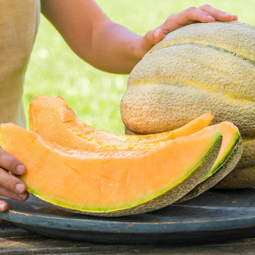 El Gordo Hybrid Melon Seed