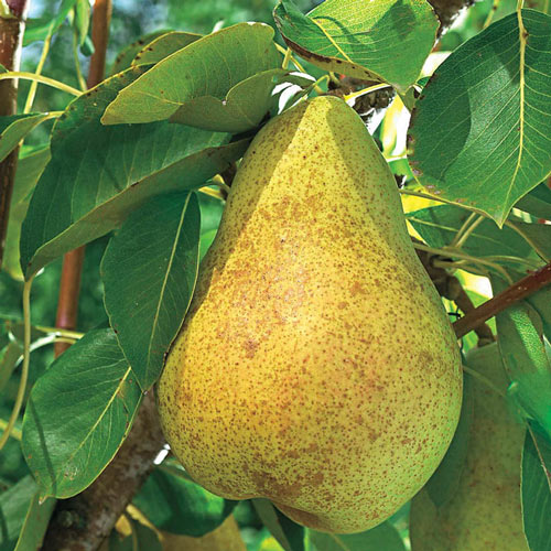 Kieffer Improved Pear Tree