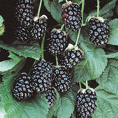 Sweetie Pie Thornless Blackberry Plant