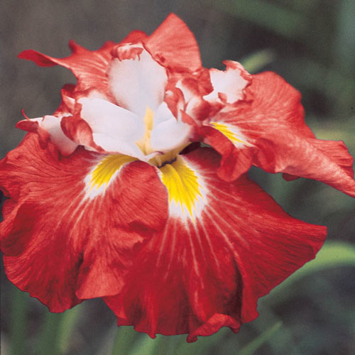 Shogun Japanese Iris