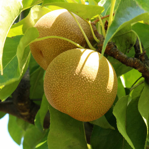 Shinseiki Asian Pear Tree