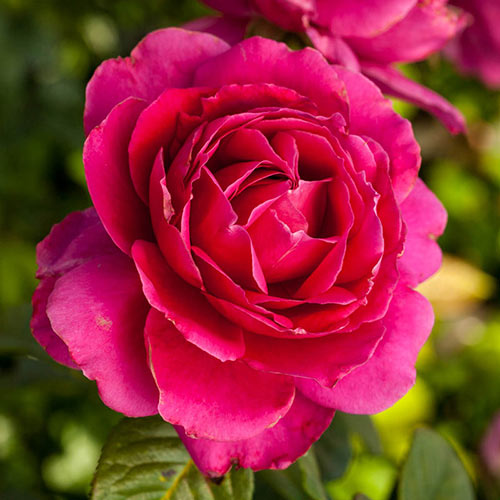 Pretty Lady Rose™ Hybrid Tea Rose
