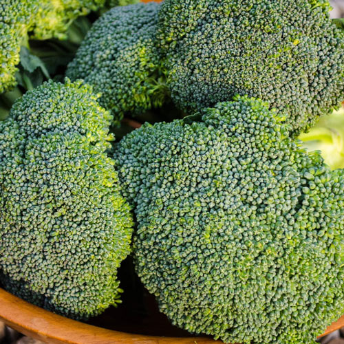 Green Magic Hybrid Broccoli