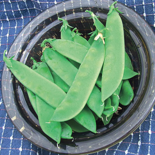 Avalanche Snow Pea Seed