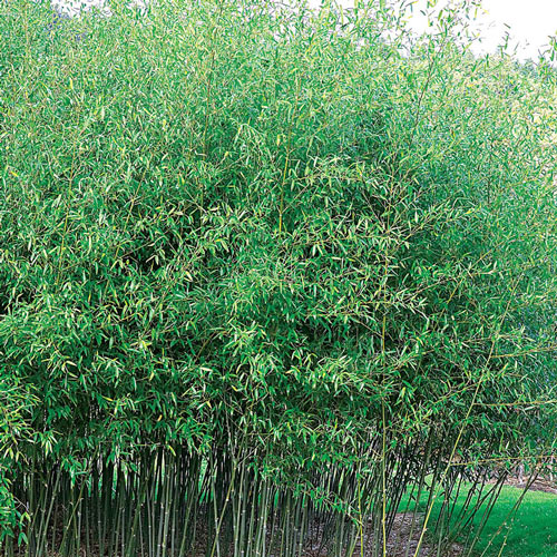 Hardy Evergreen Bamboo