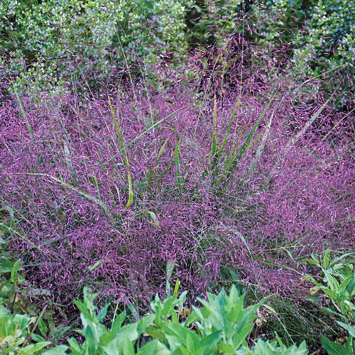 Purple Love Grass Plant