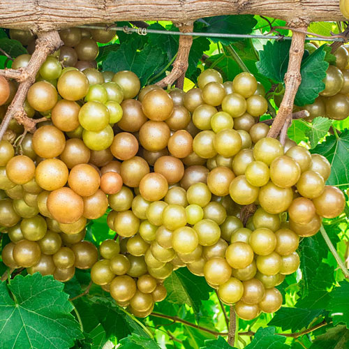 Oh My! Seedless Grape Vine