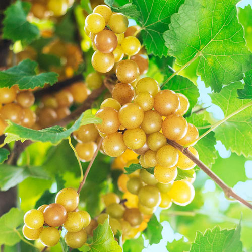 Oh My!<sup>®</sup> Seedless Grape Vine