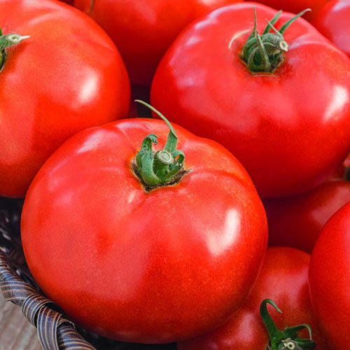 Iron Lady Hybrid Tomato