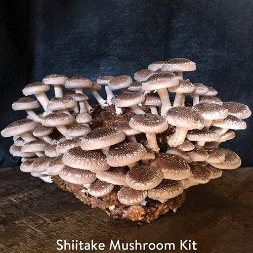 Table Top Farm<sup>™</sup> Mushroom Kits