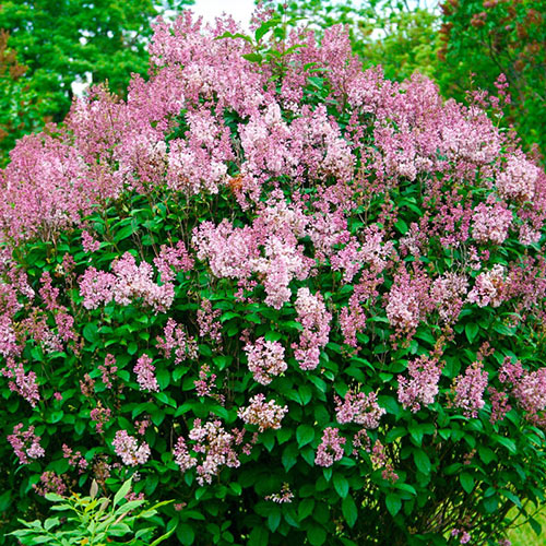 Minuet Lilac Hedge