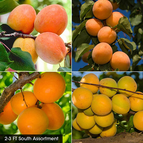 Apricot Fruit Tree Assortment