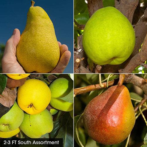 Pear Fruit Tree Assortment