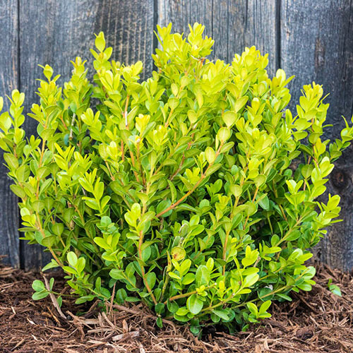 Green Gem Boxwood