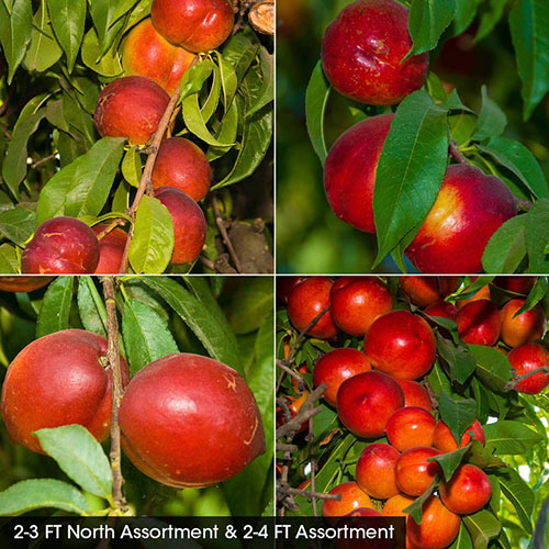 Nectarine Fruit Tree Assortment
