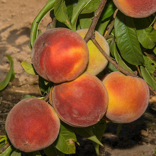 Crimson Rocket Peach Tree
