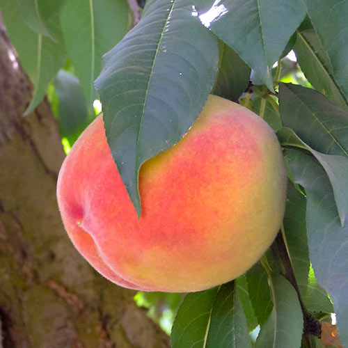 Gleason Elberta Peach Tree