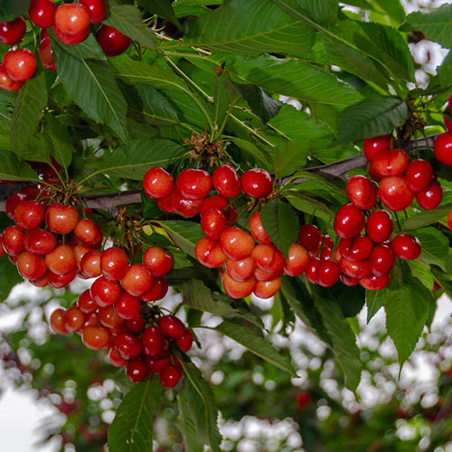 Tulare Cherry Tree Gurney's Seed & Nursery Co.