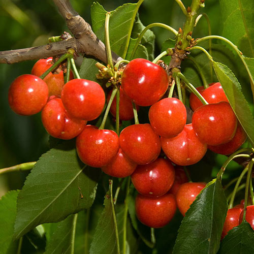 Utah Giant Cherry