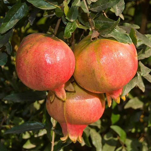 Ambrosia Pomegranate