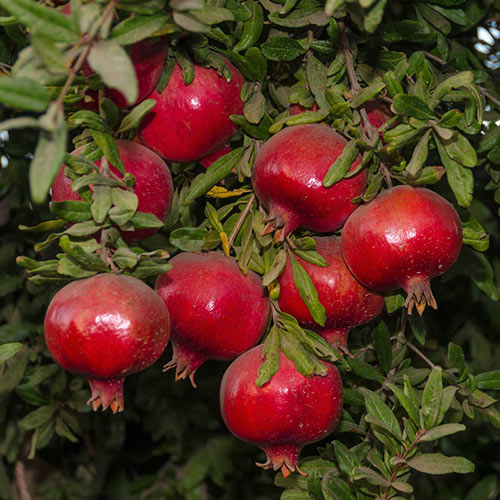 Early Wonderful Pomegranate