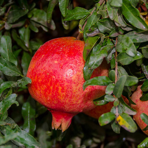 Texas Hardy Pomegranate