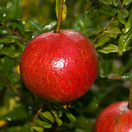 Wonderful Pomegranate