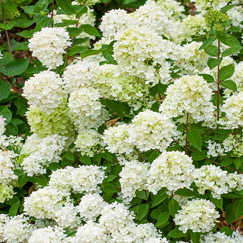 Bombshell Hydrangea | Gurney's Seed & Nursery Co.