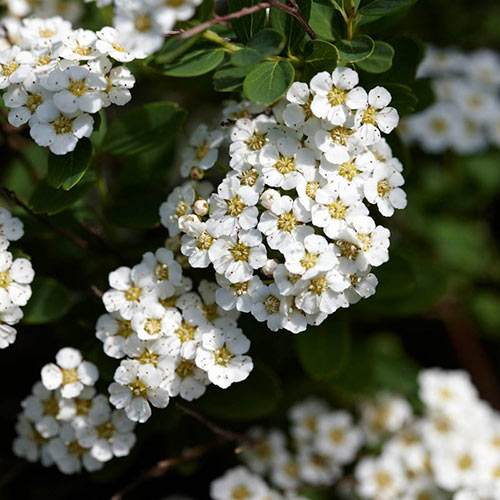 Snowmound White Spirea