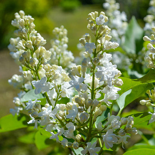 Fiala Remembrance Lilac | Gurney's Seed & Nursery Co.