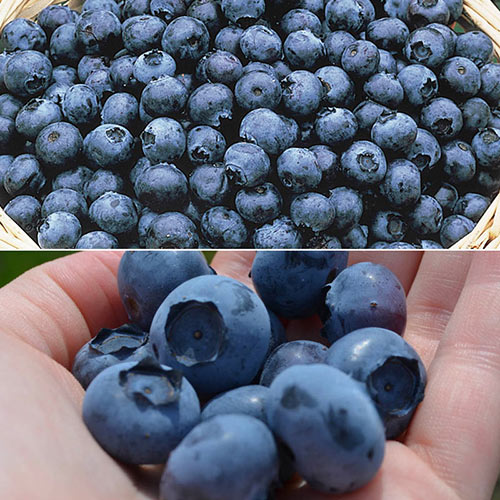 Huge Fruit Blueberry Collection