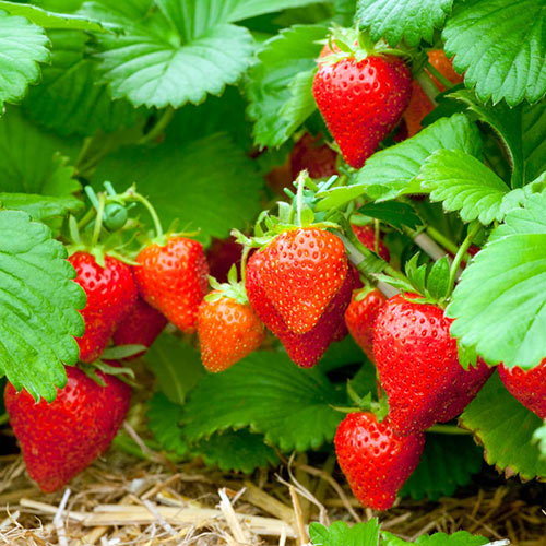 Sweet Sensation<sup>®</sup> Strawberry