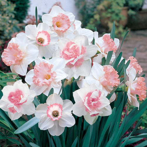 Pink Daffodil Mix