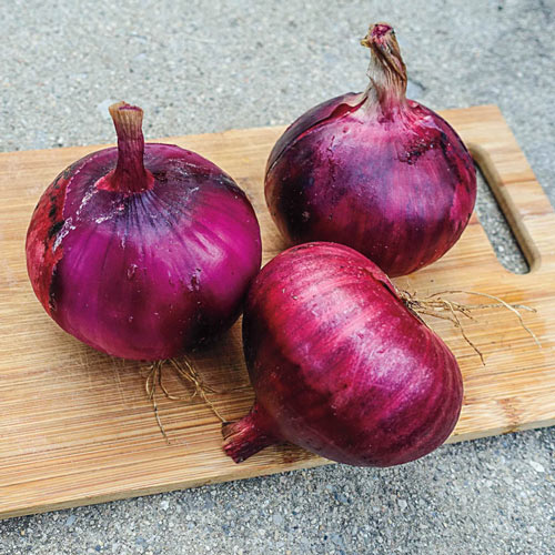 Redwing Onion