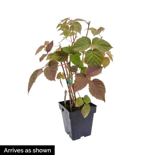 Crimson Night Raspberry Plant