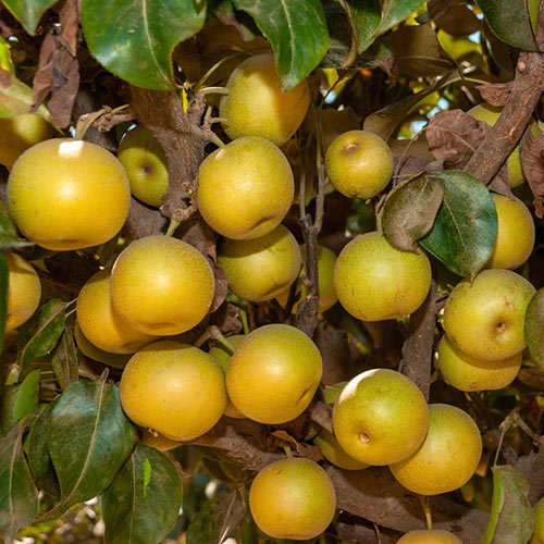 Nuisseiki Asian Pear Tree