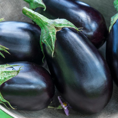 Midnight Queen Hybrid Eggplant