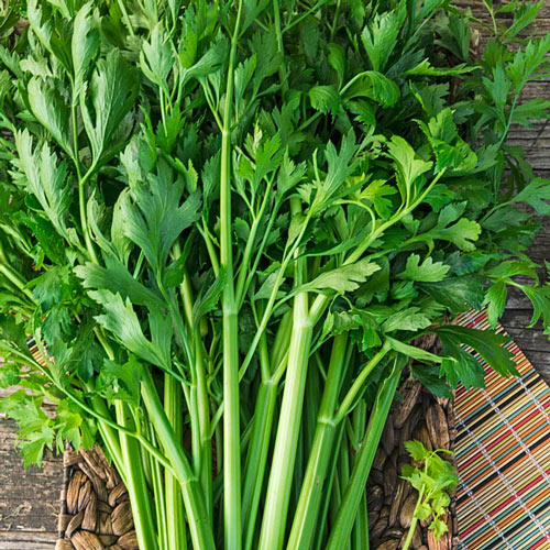 Titus Hybrid Celery Seed