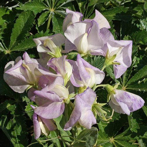 High Scent Annual Sweet Pea