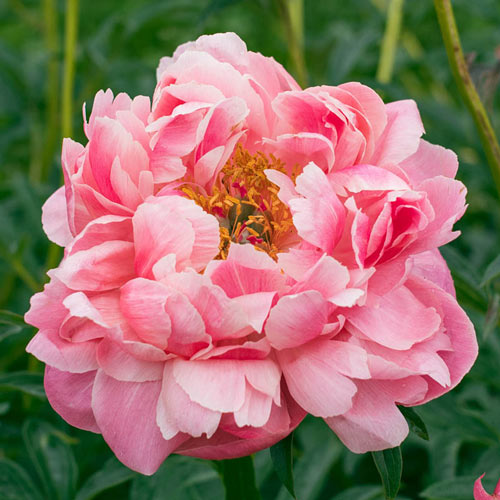 Seriously Fragrant Peony Collection
