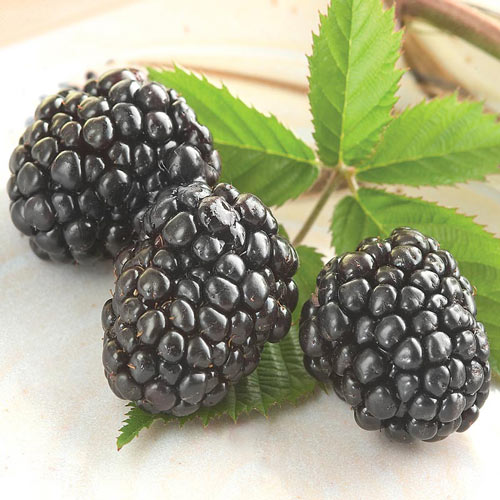 Triple Crown Thornless Blackberry Plant