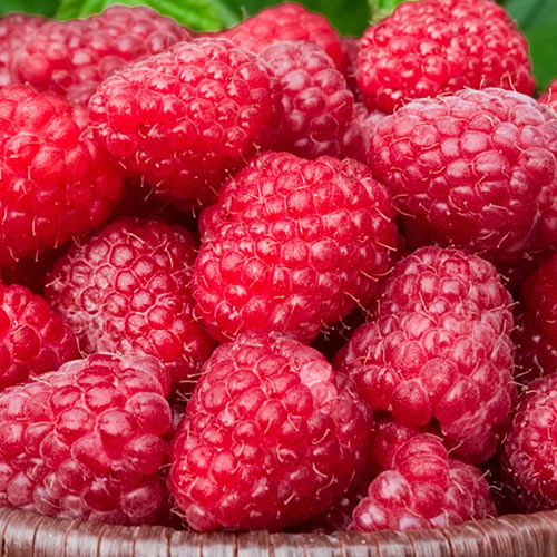 Canby Raspberry Plant