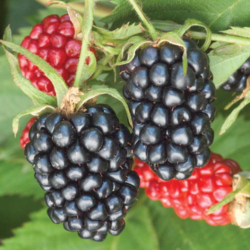 Apache Thornless Blackberry Plant
