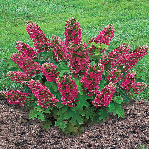 Ruby Slippers Dwarf Oakleaf Hydrangea Plant