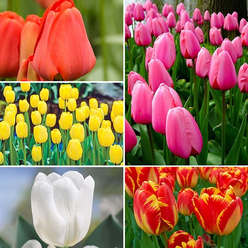 Best Perennial Tulips Collection