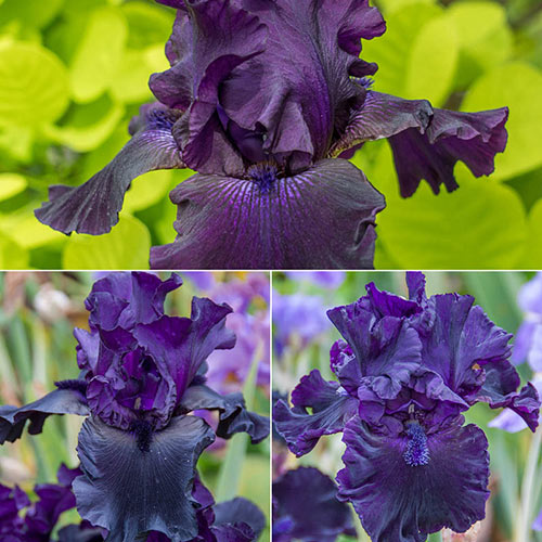 Nearly Black Iris Collection