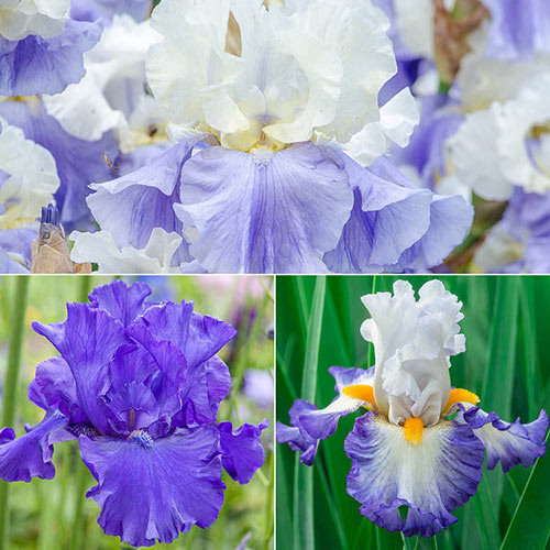 Blue Heaven Iris Collection