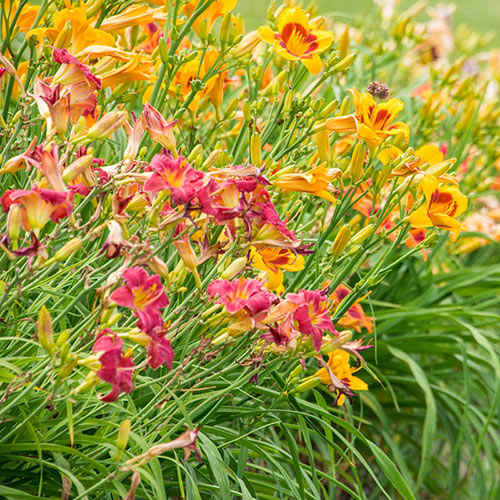 Breeders Choice Daylily Collection
