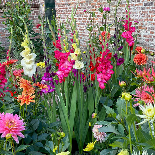 Garden Blend – Gladiolas and Dahlias