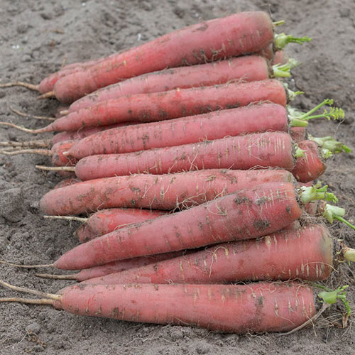 Redsun Hybrid Carrot Seed